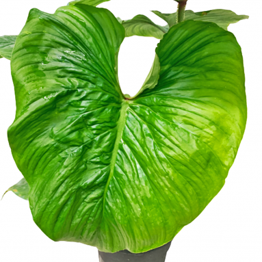 Philodendron Mamei