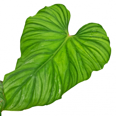 Philodendron Plowmani