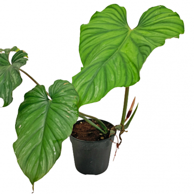 Philodendron Plowmani