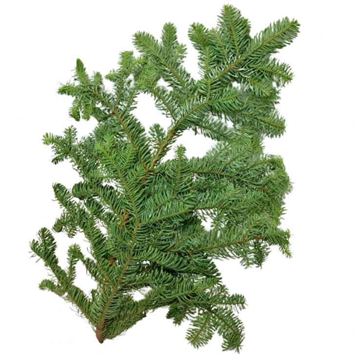 Fresh Fir Boughs