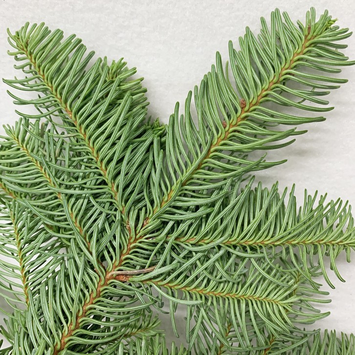 Fresh Fir Boughs
