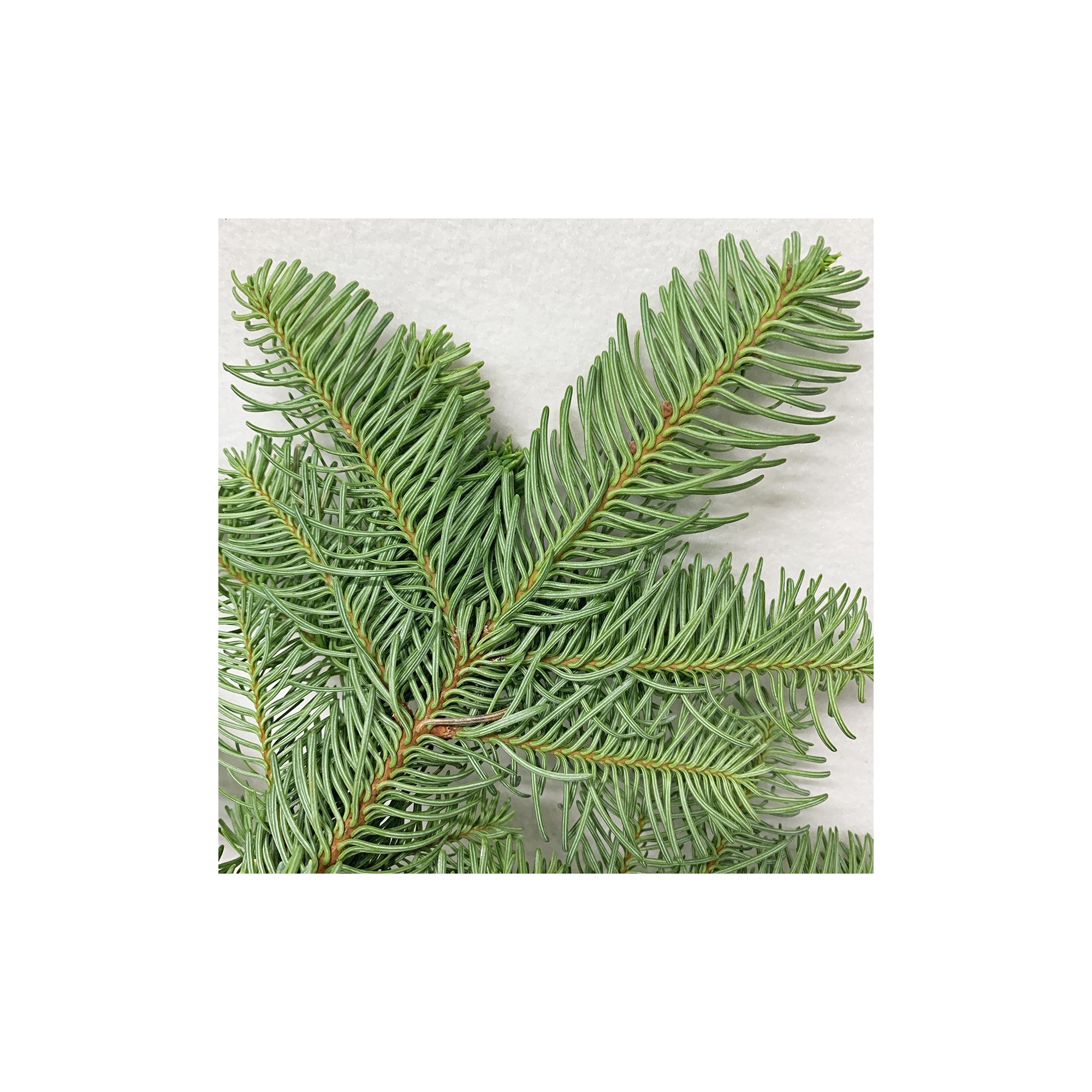 Fresh Noble Fir Boughs