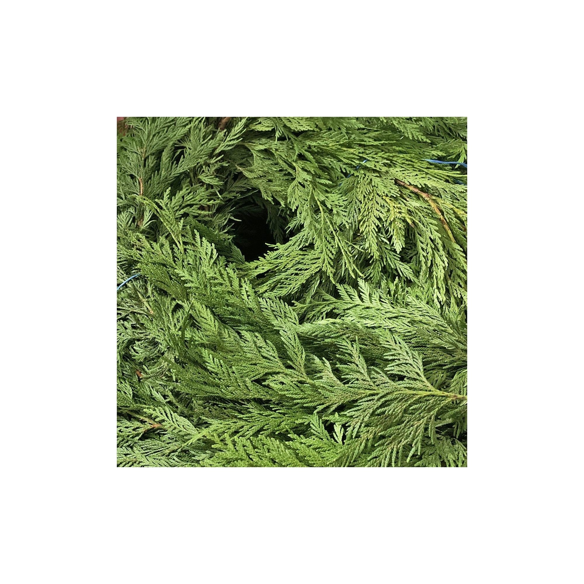 Cedar Garland Photos All