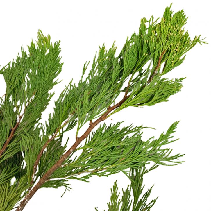 Fresh Incense Cedar