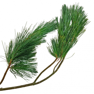 Fresh Pinus Branch