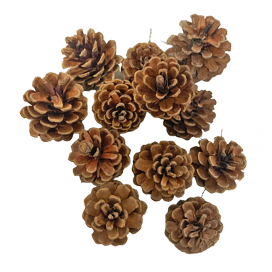 Natural Pine Cones