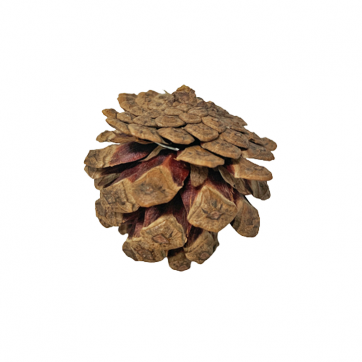 Natural Pine Cones