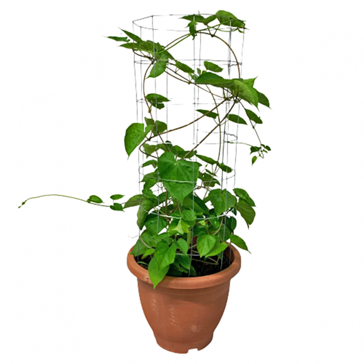 Telosma Cordata 夜来香 (Chinese Violet)