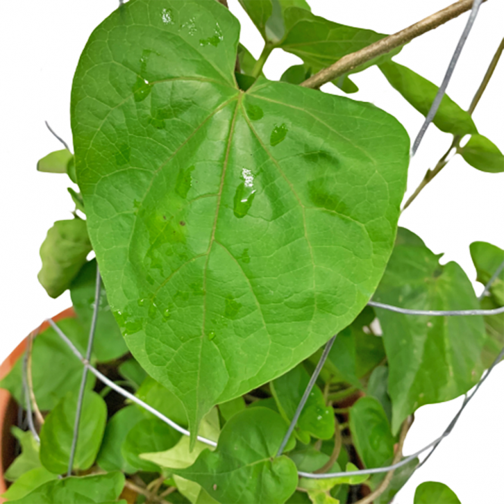 Telosma Cordata 夜来香 (Chinese Violet)