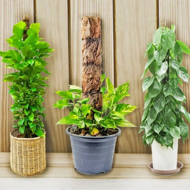 Plant Climbing Support Pole