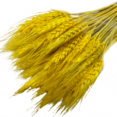 Preserved Wheat Stalks (2440)
