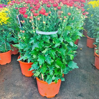 Chrysanthemum 90cm(H) 菊花