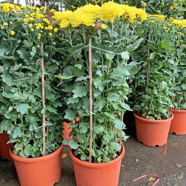 Chrysanthemum 90cm(H) 菊花