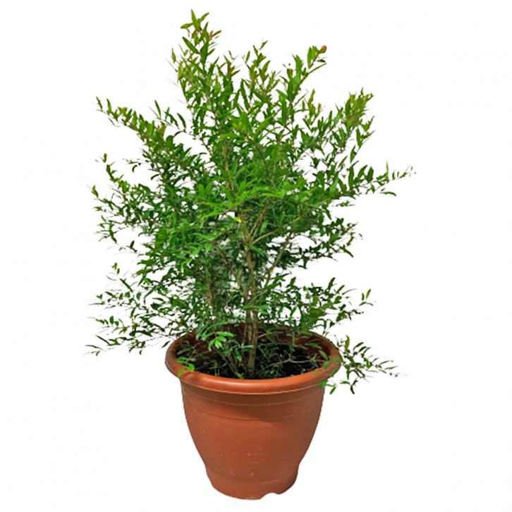 Pomegranate (Punica granatum)