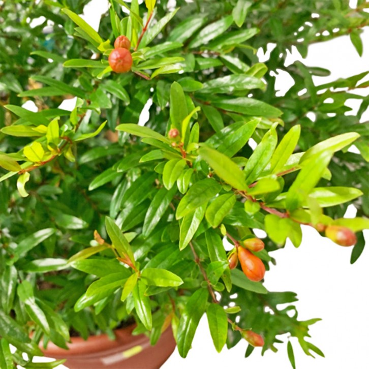 Pomegranate (Punica granatum)