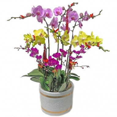 春节快乐 Happy Spring Festival