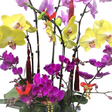 春节快乐 Happy Spring Festival