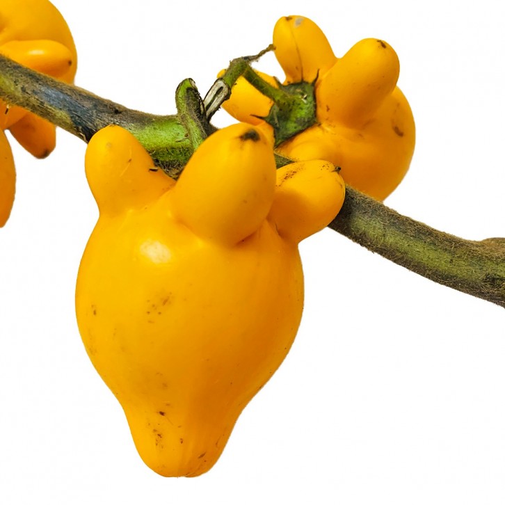 Solanum Mammosum 五代同堂