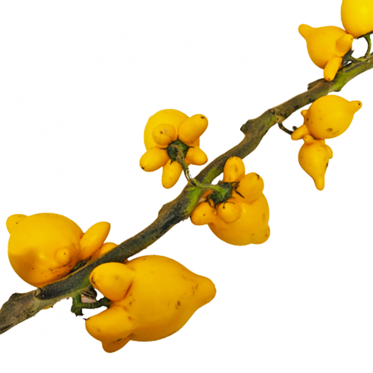 Solanum Mammosum 五代同堂