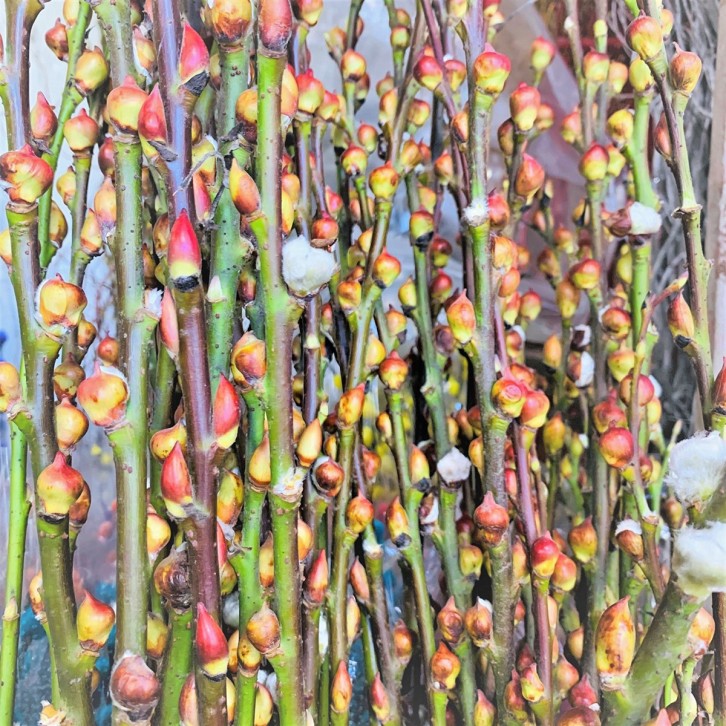 Lion Head Pussy Willow with husk 帶殼狮子头银柳 TAIWAN