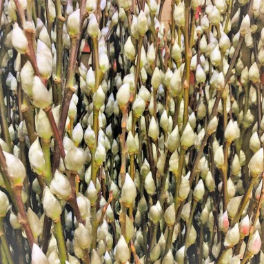 Pussy Willow 银柳 PEELED (CHINA)