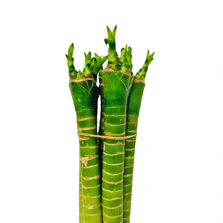 Lotus Bamboo 富貴竹 (Dracaena Compacta)