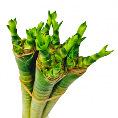 Lotus Lucky Bamboo 蓮花竹 (Dracaena Compacta)