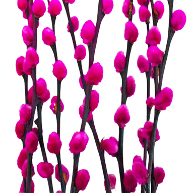 Color Pussy Willow 颜色银柳 PEELED