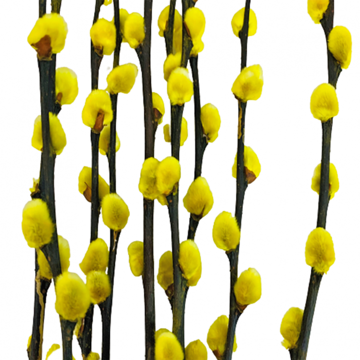 Color Pussy Willow 颜色银柳 PEELED