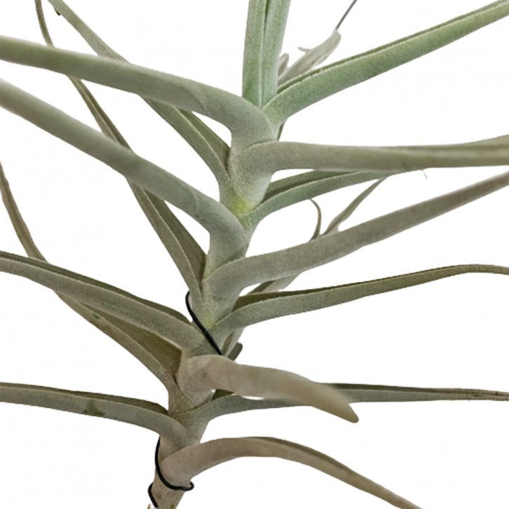 Tillandsia (Air Plant)