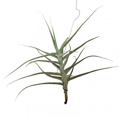 Tillandsia (Air Plant)