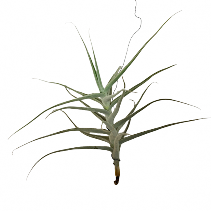 Tillandsia (Air Plant)