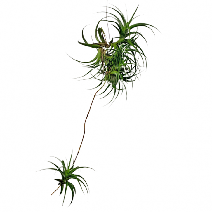 Tillandsia flexuosa (Air Plant)