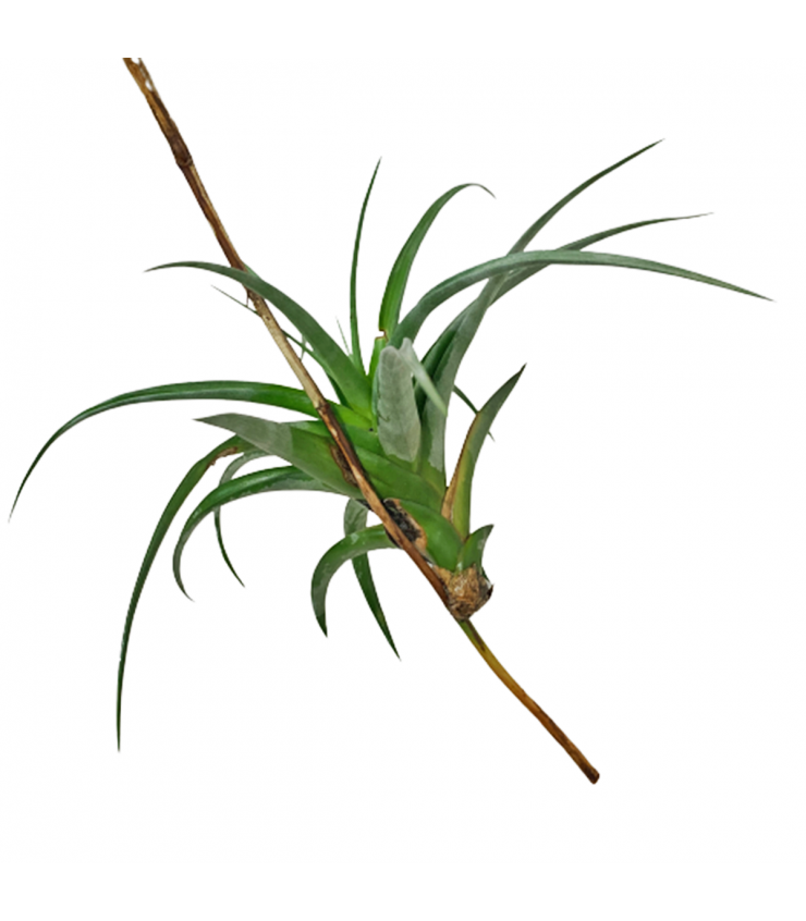Tillandsia flexuosa (Air Plant)