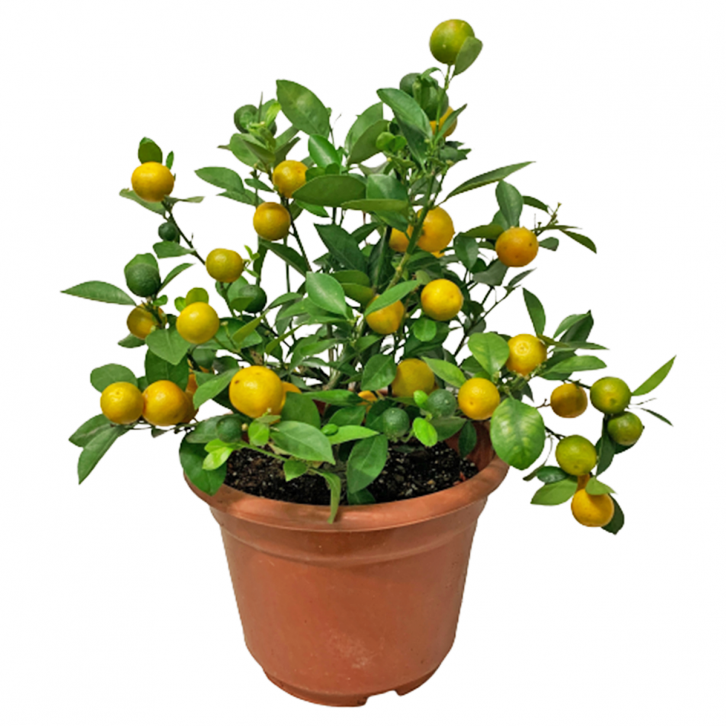 Calamansi Lime (Citrofortunella microcarpa)