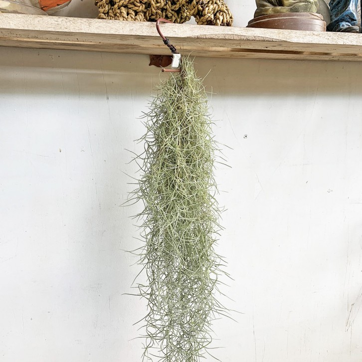 Tillandsia Usneoides (Spanish Moss)