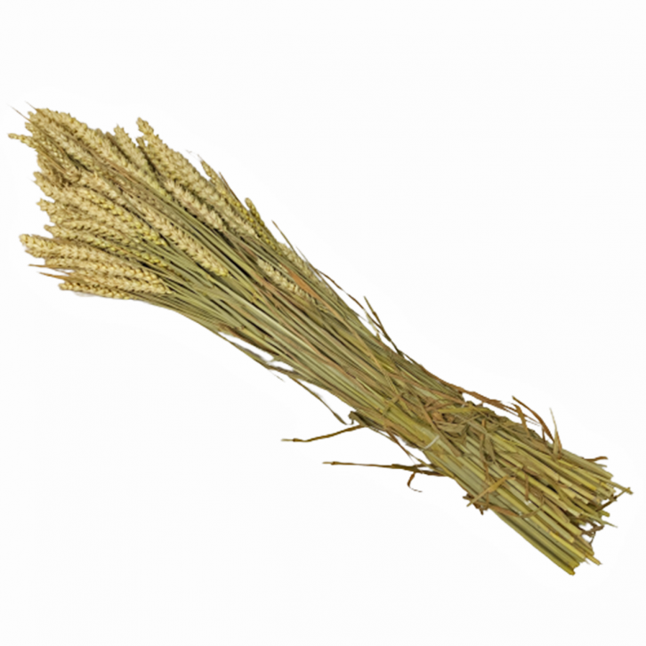 Preserved Wheat Stalks (2508)