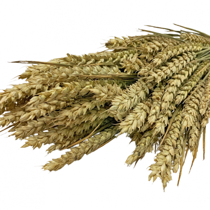 Preserved Wheat Stalks (2508)