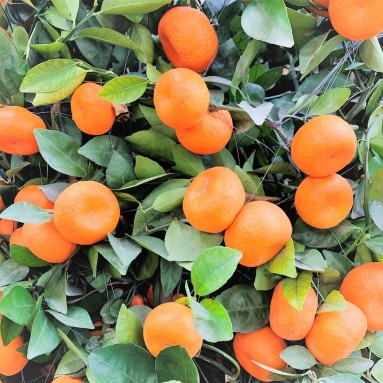 PREMIUM Mandarin Orange 12" Pot 100cm(H) 朱砂橘