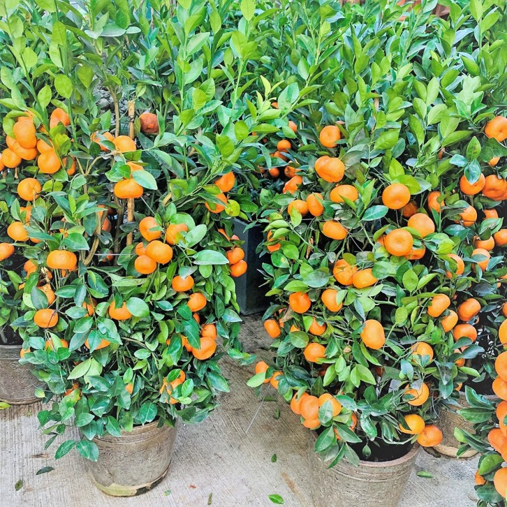 PREMIUM Mandarin Orange 14" Pot 130cm(H) 朱砂橘