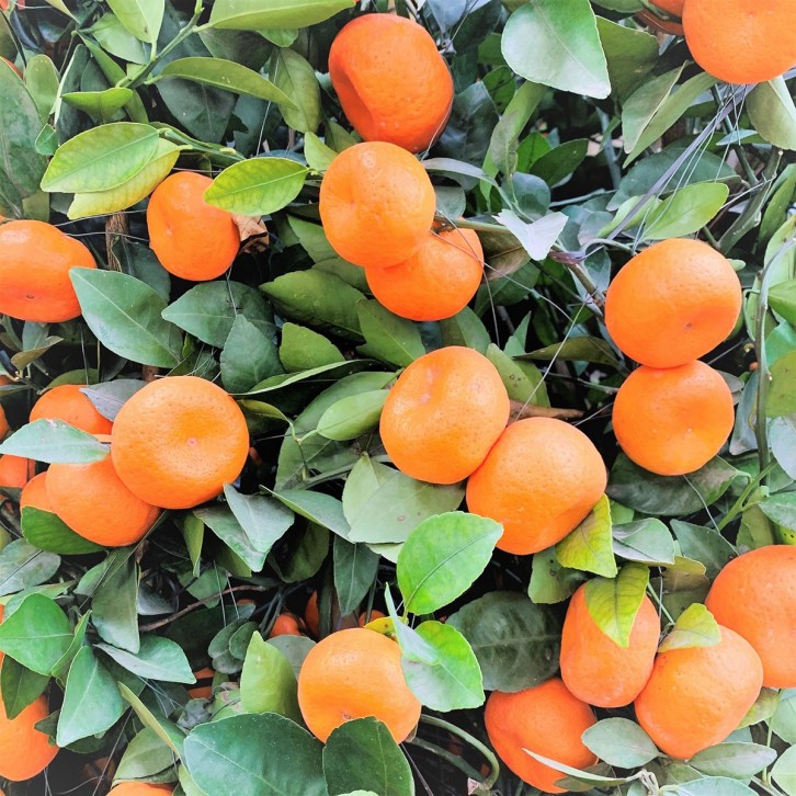 PREMIUM Mandarin Orange 14" Pot 130cm(H) 朱砂橘