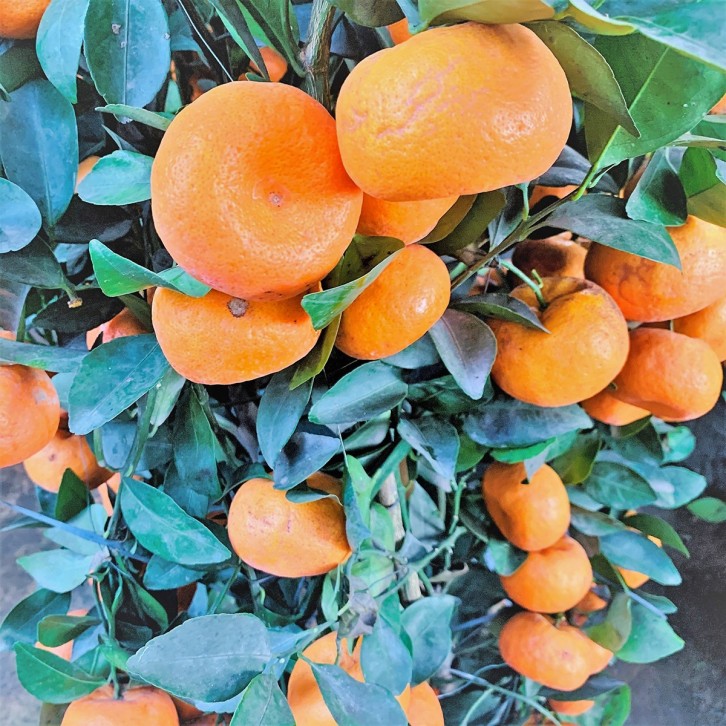 PREMIUM Mandarin Orange - Dragon Jar 150cm(H) 朱砂橘