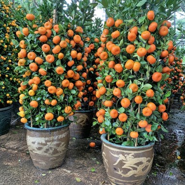 PREMIUM Mandarin Orange - Dragon Jar 150cm(H) 朱砂橘