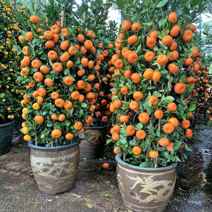 PREMIUM Mandarin Orange - Dragon Jar 150cm(H) 朱砂橘