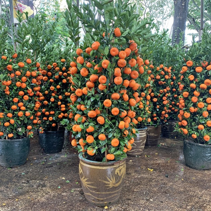 PREMIUM Mandarin Orange - Dragon Jar 150cm(H) 朱砂橘