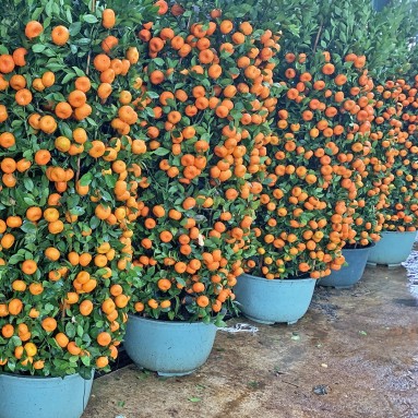 PREMIUM Mandarin Orange - 60cm Pot x 180cm(H) 朱砂橘