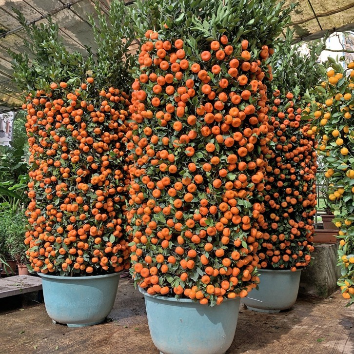 PREMIUM Mandarin Orange 70cm Green Jar 200cm(H) 朱砂橘