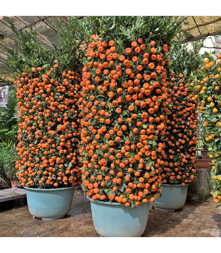 PREMIUM Mandarin Orange 90cm Pot 朱砂橘