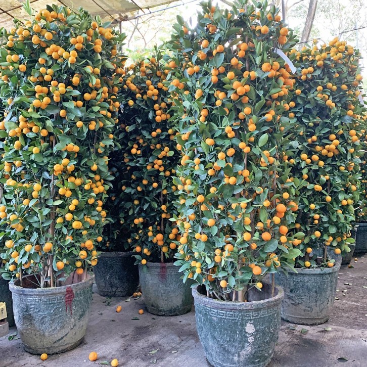 PREMIUM Kumquat 14" Pot 150cm(H) 四季桔 Four Season Lime