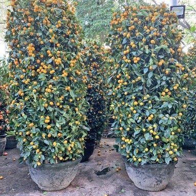 PREMIUM Kumquat 70cm Green Jar 210cm(H)  四季桔 Four Season Lime